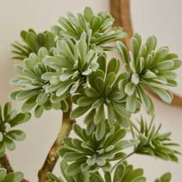 Kew Succulent in Cement Pot - 40cm - thumbnail 4