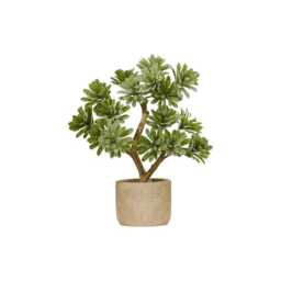 Kew Succulent in Cement Pot - 40cm - thumbnail 6