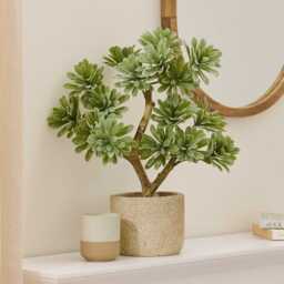 Kew Succulent in Cement Pot - 40cm - thumbnail 1