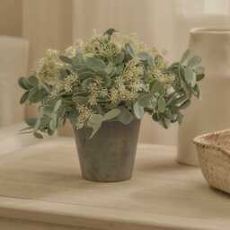 Kew 24cm Arachis Flower In Paper Mache Pot - thumbnail 1