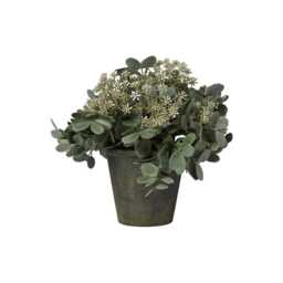 Kew 24cm Arachis Flower In Paper Mache Pot - thumbnail 4