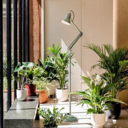 Anglepoise 33114 Original 1227 Floor Lamp National Trust Edition Sage Green