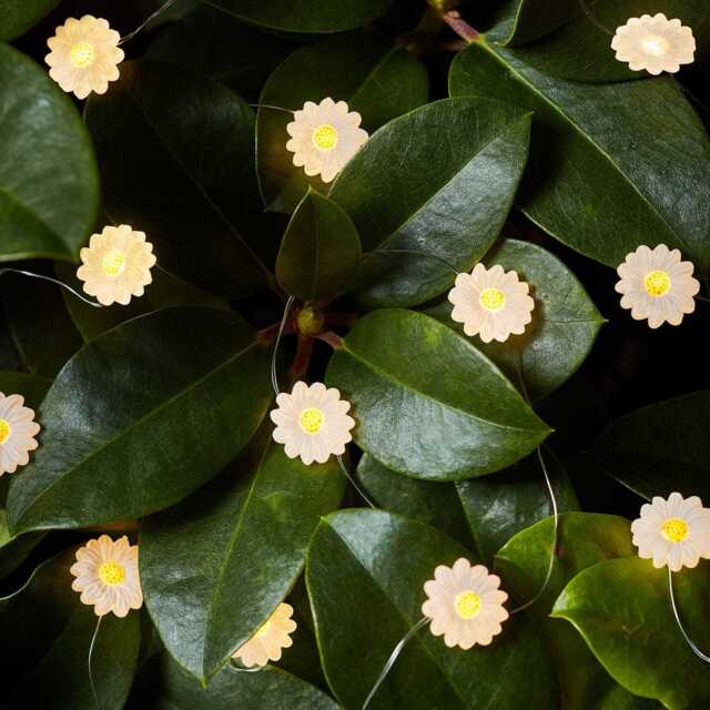 20 Daisy Outdoor Micro Fairy Lights - image 1