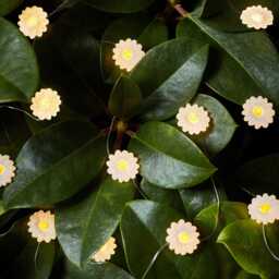 20 Daisy Outdoor Micro Fairy Lights