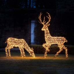 2m Studley Rattan Stag Light Up Reindeer 24v - thumbnail 2