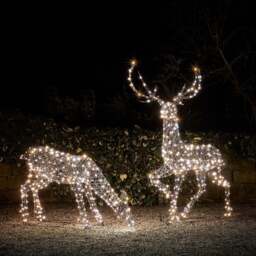Large Studley Rattan Stag & Doe Dual Colour LED Light Up Reindeer 24v - thumbnail 2