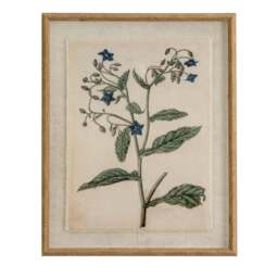 Flora & Fauna Collection Borage on Linen in Beaded Frame - thumbnail 1