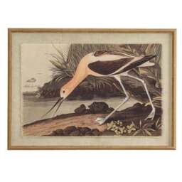 Flora & Fauna Collection Avocet on Linen in Beaded Frame - thumbnail 1
