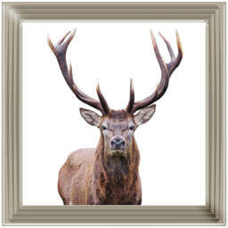 AN1530 STAG III - thumbnail 5