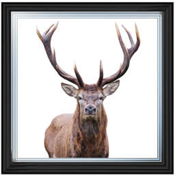 AN1530 STAG III - thumbnail 1
