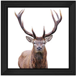 AN1530 STAG III - thumbnail 3