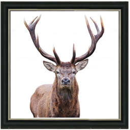 AN1530 STAG III - thumbnail 2