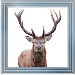 AN1530 STAG III - thumbnail 6