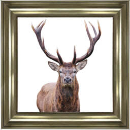 AN1530 STAG III - thumbnail 4