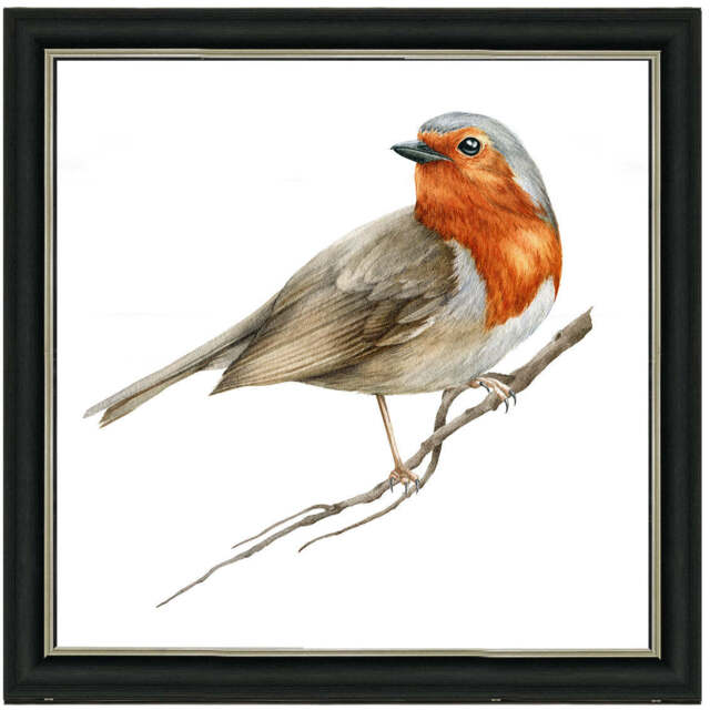 AN1508 ROBIN ON BRANCH - image 1