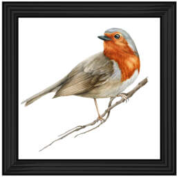 AN1508 ROBIN ON BRANCH - thumbnail 2