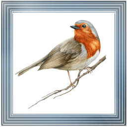 AN1508 ROBIN ON BRANCH - thumbnail 5