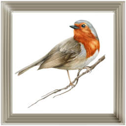 AN1508 ROBIN ON BRANCH - thumbnail 3