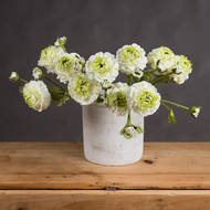 Fresh Green Ranunculus Decorative Spray - image 1