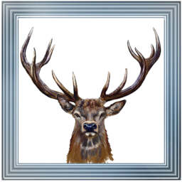 AN1529 STAG III - thumbnail 5