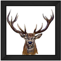 AN1529 STAG III - thumbnail 2