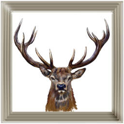 AN1529 STAG III - thumbnail 4