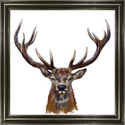 AN1529 STAG III - thumbnail 6
