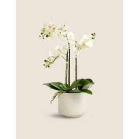 Moss & Sweetpea Artificial Large Orchid Plant - White, White