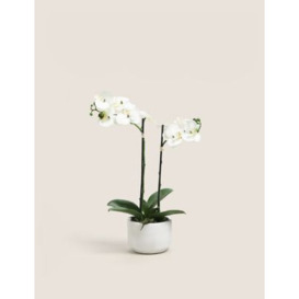 Moss & Sweetpea Artificial Real Touch Medium Orchid in Ceramic Pot - White, White