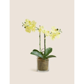 Moss & Sweetpea Artificial Real Touch Medium Orchid in Glass Pot - Yellow, Yellow