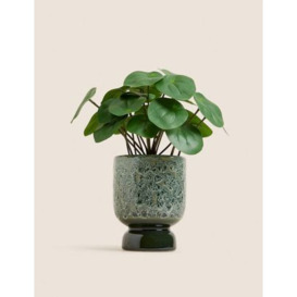 Moss & Sweetpea Artificial Chinese Money Plant in Ceramic Pot - Green, Green