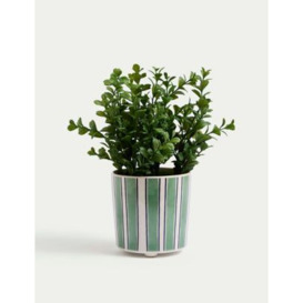 Moss & Sweetpea Artificial Boxwood Plant in Ceramic Pot - Green, Green