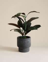 Moss & Sweetpea Artificial Rubber Plant in Cement Pot Charcoal