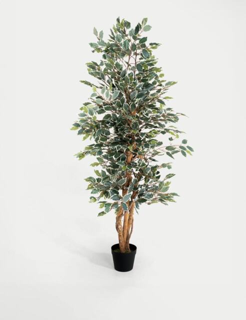 Blooming Artificial 6ft Artificial Ficus Tree in Pot Green Mix