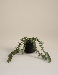 Moss & Sweetpea Artificial Trailing Baby Plant in Textured Ceramic Pot Black