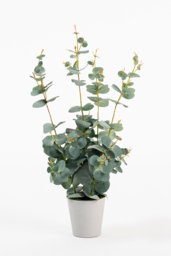 Potted Artificial Eucalyptus Plant - thumbnail 1