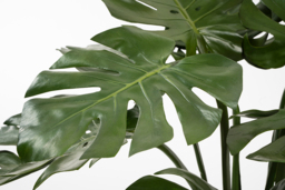 Potted Artificial Cheese Plant - thumbnail 3
