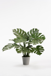 Potted Artificial Cheese Plant - thumbnail 1