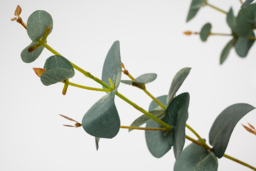 Artificial Large Eucalyptus Stem - thumbnail 3