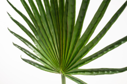 Artificial Large Fan Palm Leaf - thumbnail 3