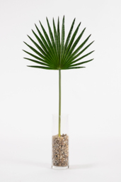 Artificial Large Fan Palm Leaf - thumbnail 1