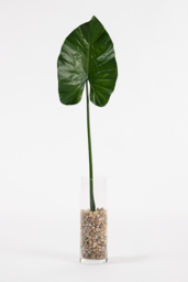 Artificial Large Elephants Ear Leaf - thumbnail 1