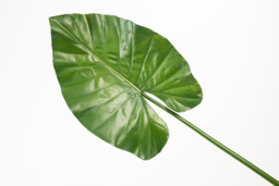 Artificial Large Elephants Ear Leaf - thumbnail 3