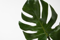 Artificial Large Cheese Plant Leaf - thumbnail 3