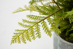 Potted Artificial Fern Plant - thumbnail 3