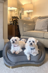 Selini Pet Sofa - thumbnail 3