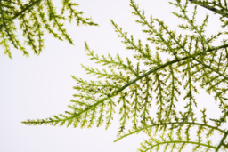 Artificial Large Fern Leaf - thumbnail 4