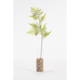 Artificial Large Fern Leaf - thumbnail 3