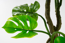 Large Artificial Cheese Plant - thumbnail 3