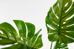 Large Artificial Cheese Plant - thumbnail 4